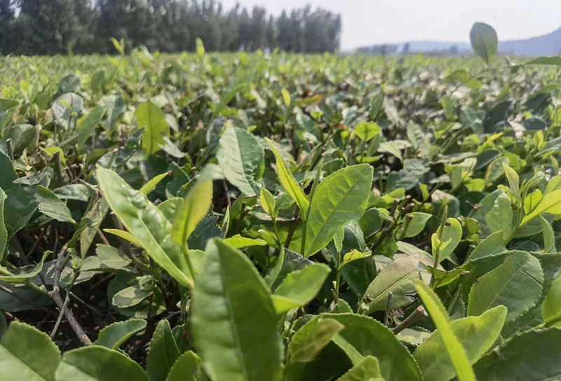 茶绿消苦夏  藿香暖人心